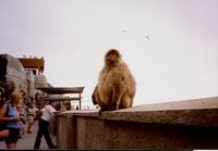 MAKAK BEZOGONOWY - GIBRALTAR